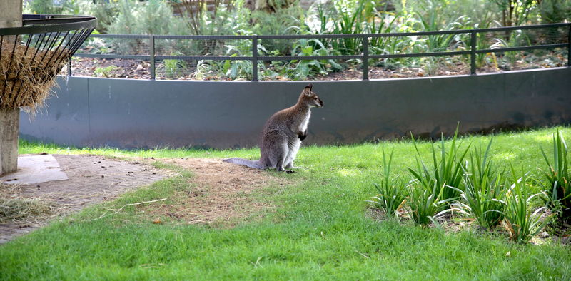 Kangur rdzawoszyi - ZOO w Amsterdamie