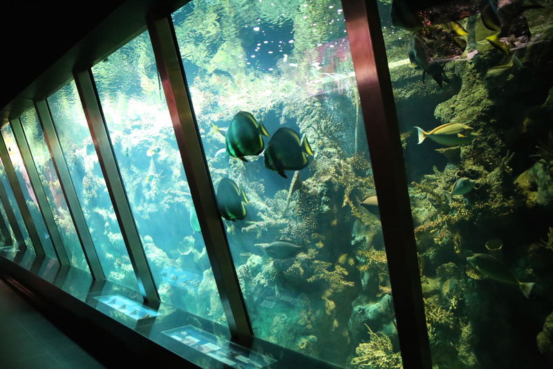 Akwarium w ZOO w Amsterdamie