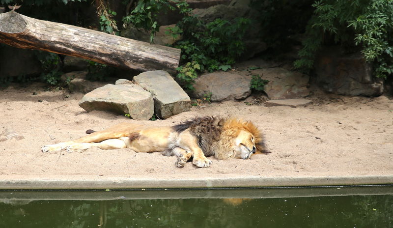 Lew w ZOO w Amsterdamie