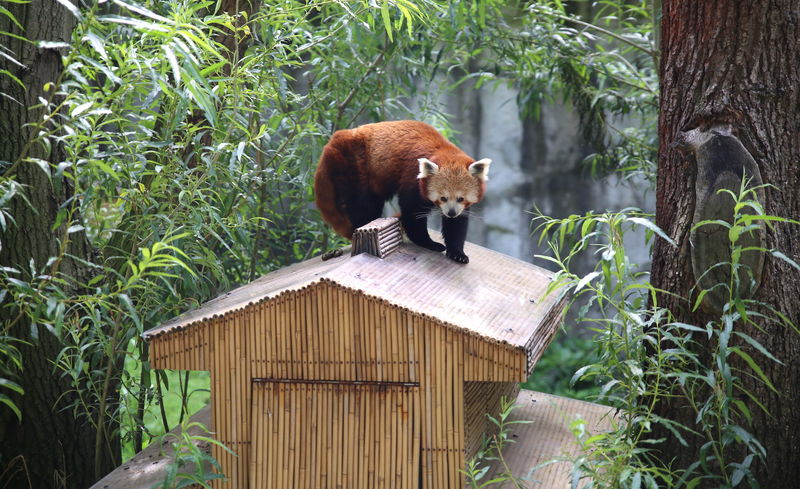 Panda mała w ZOO w Amsterdamie