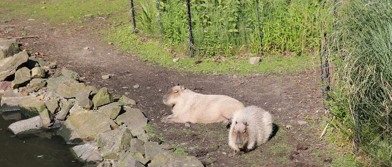 Wylegujące się w słońcu kapibary w ZOO w Amsterdamie