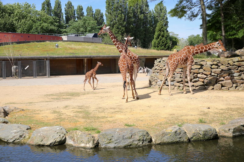 Żyrafy w ZOO w Amsterdamie