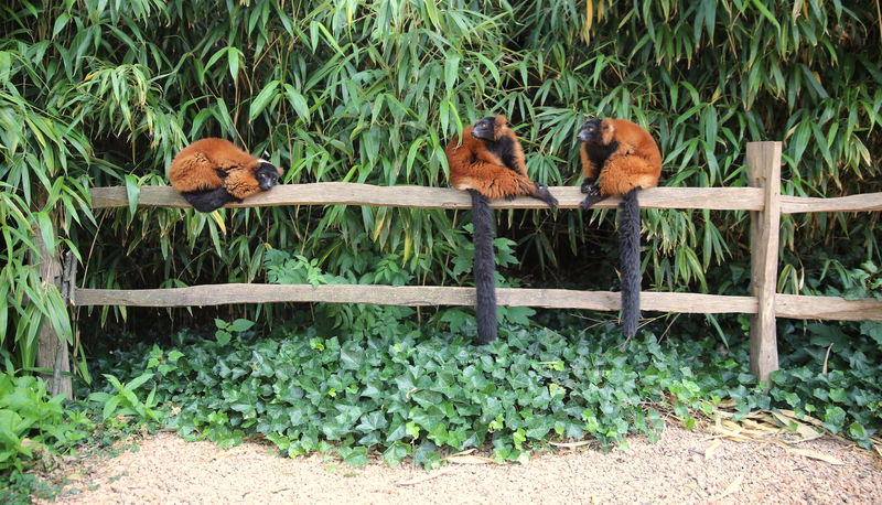 ZOO w Amsterdamie - lemury Wari