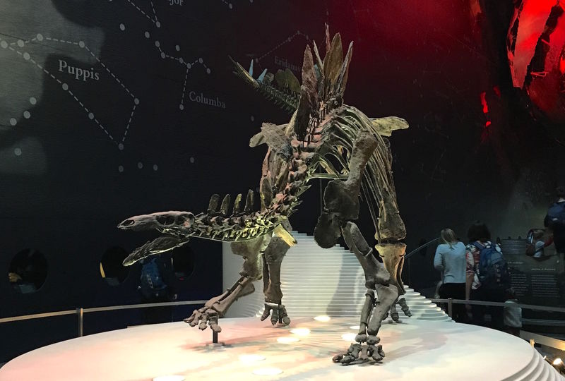 !Szkielet dinozaura w Muzeum Historii Naturalnej w Londynie (Natural History Museum)