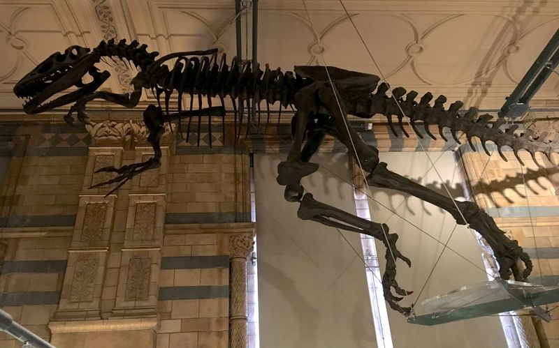 Jeden ze szkieletów dinozaurów - Muzeum Historii Naturalnej w Londynie