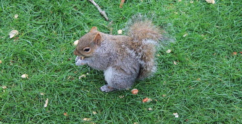 Wiewiórki w parkach w Londynie