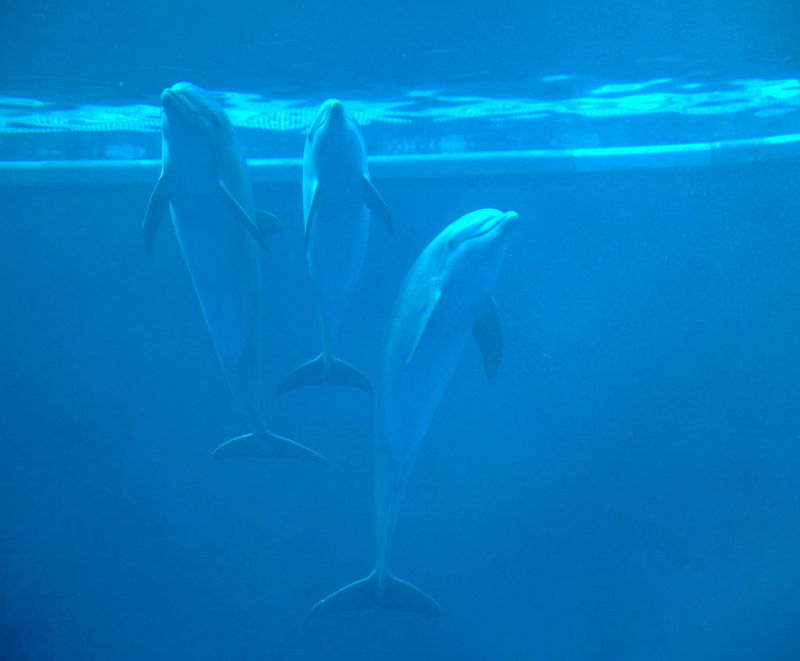 Delfiny - Akwarium w Genui