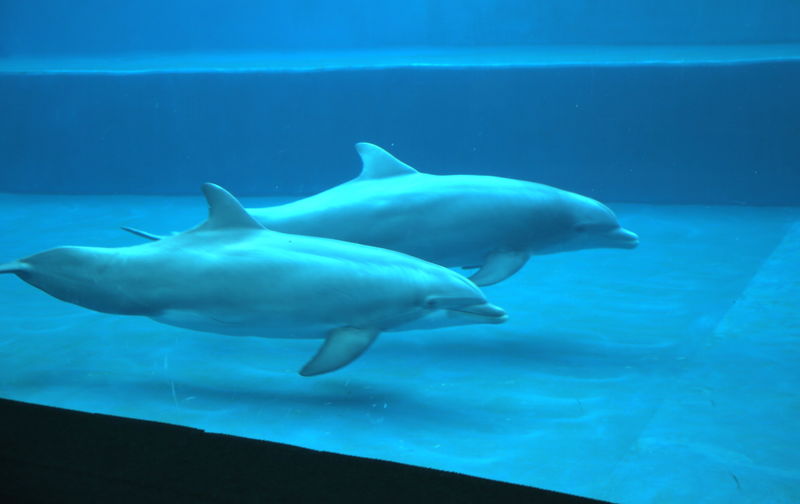 Delfiny w Akwarium w Genui