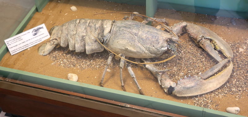 Jeden z morskich stworów w Muzeum Historii Naturalnej w Mdinie