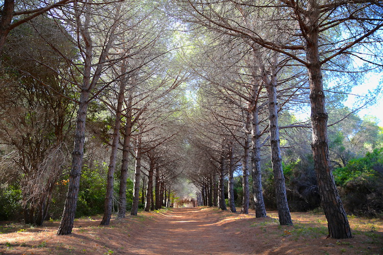 Spacer po leśnych dróżkach na wyspie św. Małgorzaty (okolice Cannes)
