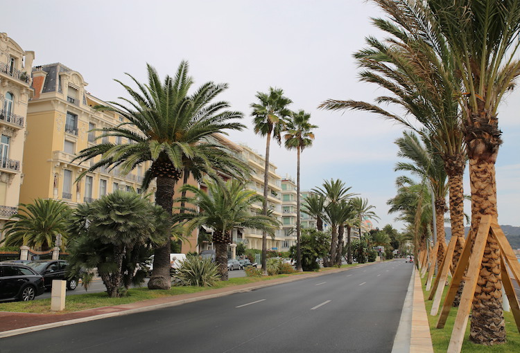 !Nicea, Promenada Anglików - widok na ulicę, palmy i zabudowania