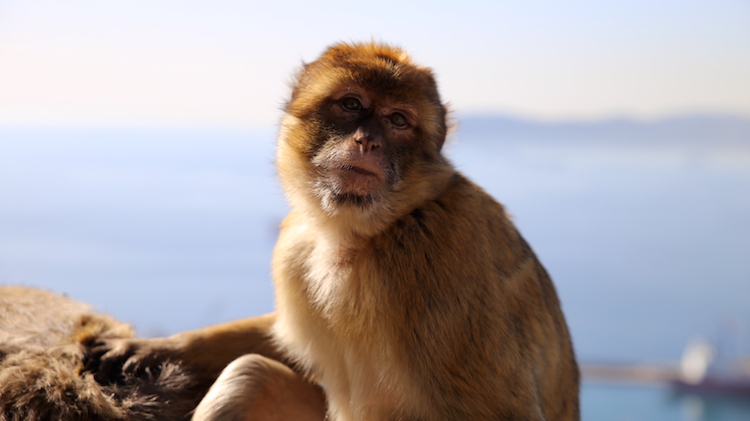 !Magoty gibraltarskie - zakątek Apes Den na Gibraltarze
