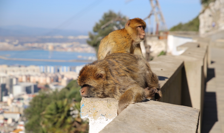Gibraltar - zakątek Apes Den