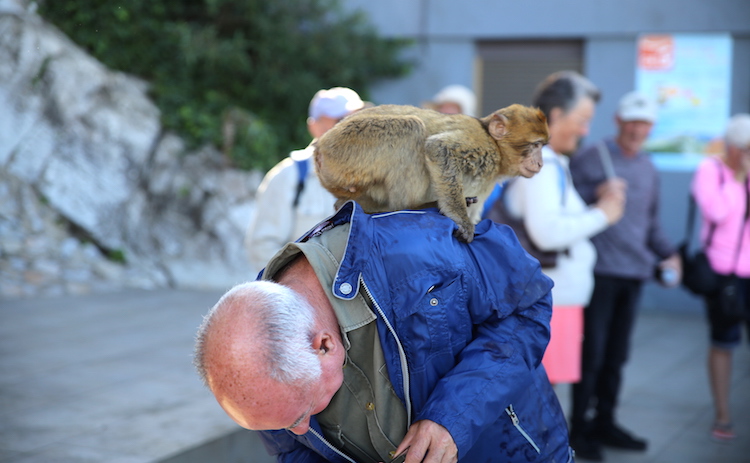 Skała Gibraltarska - małpki skaczące na turystów. Nam wyciągnęły z plecaka chusteczki!