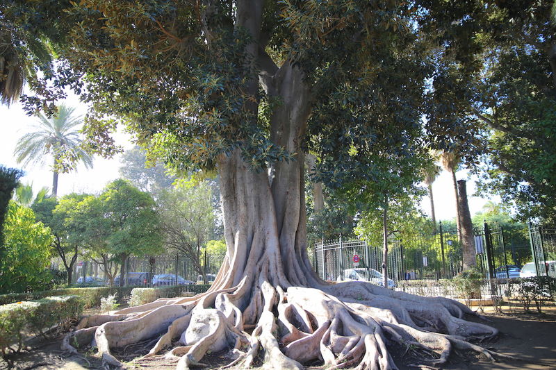 Ogrody Murillo (Jardin de Murillo) - dzielnica Santa Cruz, Sewilla