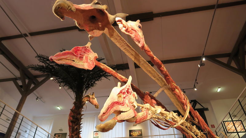 Plastinarium w Gubinie (Guben)