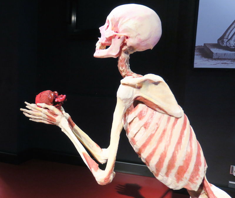 Plastinarium w Gubinie (Guben)