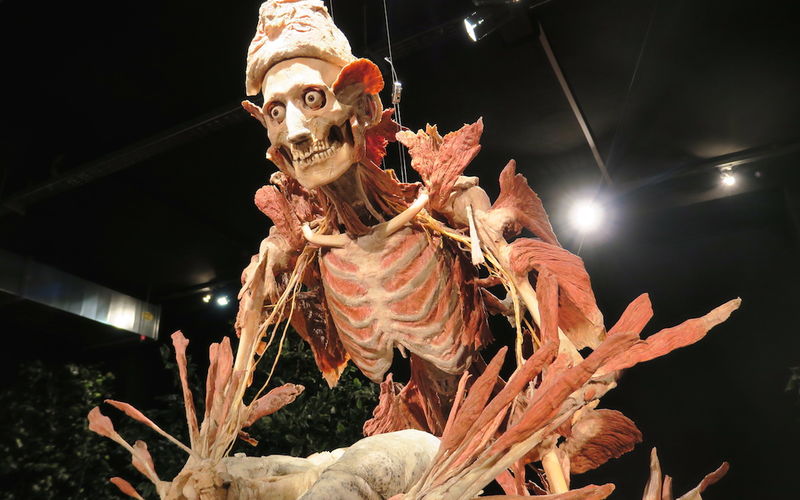 Plastinarium w Gubinie (Guben)