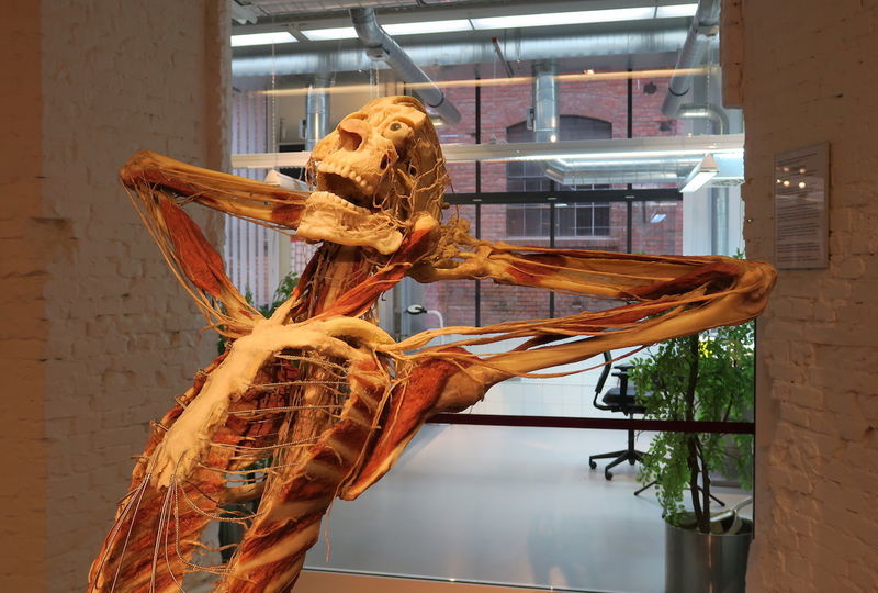 Plastinarium w Gubinie (Guben)