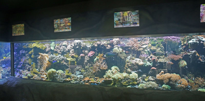 Akwarium - ZOO w Monachium