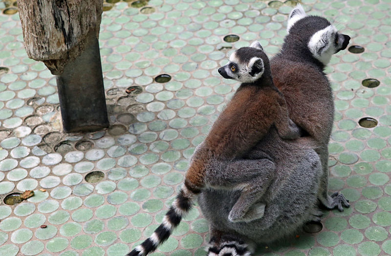 Lemur katta w ZOO w Monachium