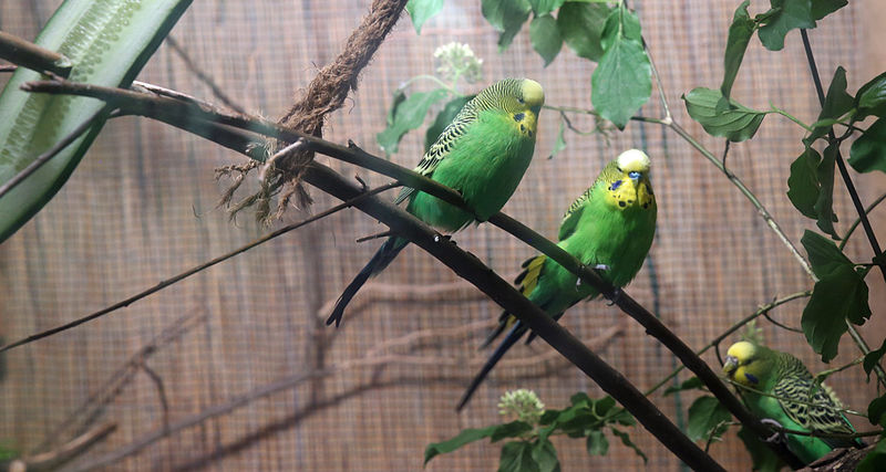 Papużki faliste w ZOO w Monachium
