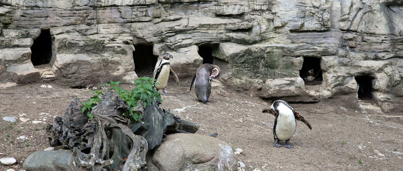 !Pingwiny Humboldta w ZOO w Monachium