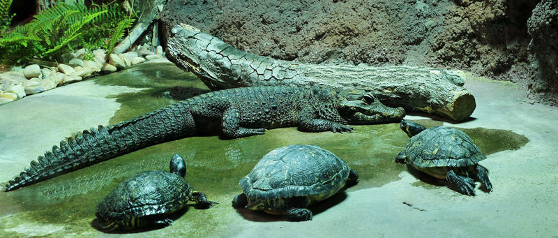 Krokodyl krótkopyski - ZOO w Monachium