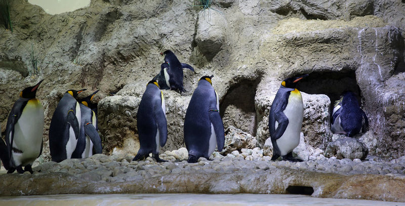 Pingwiny (Polarwelt - świat polarny) - ZOO w Monachium