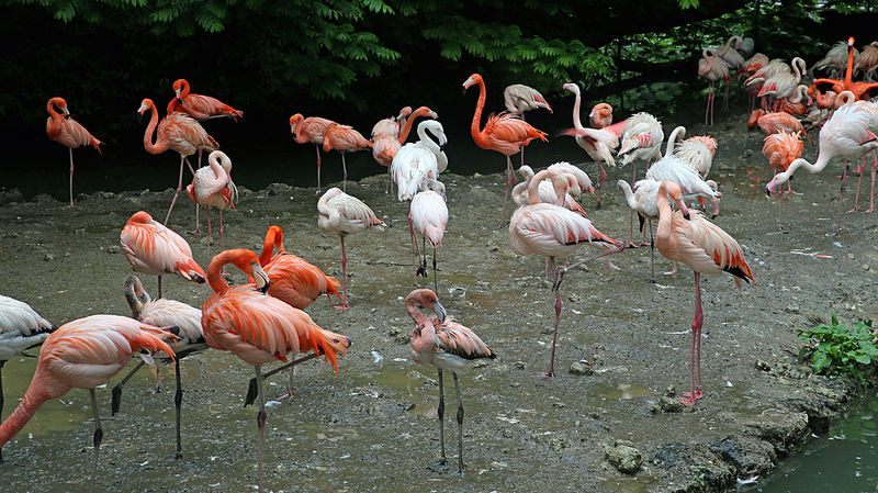 !Flamingi różowe i flamingi karmazynowe - ZOO w Monachium