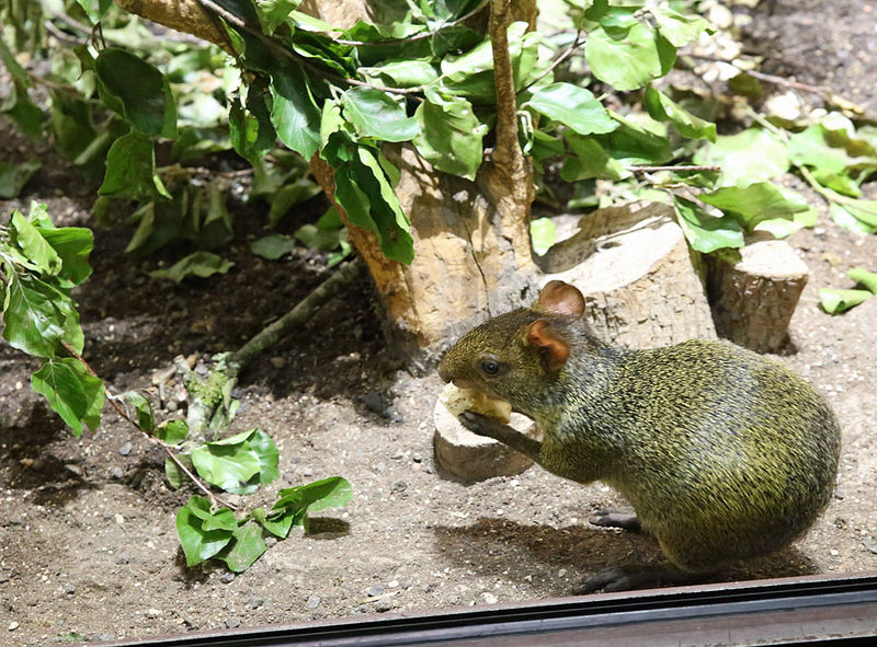 Aguti oliwkowy - ZOO w Monachium