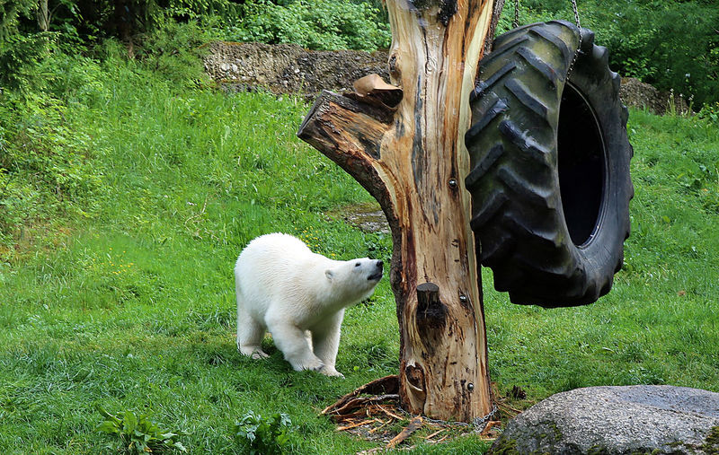 !Niedźwiedź polarny - ZOO w Monachium