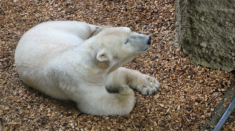 Niedźwiedź polarny - ZOO w Monachium