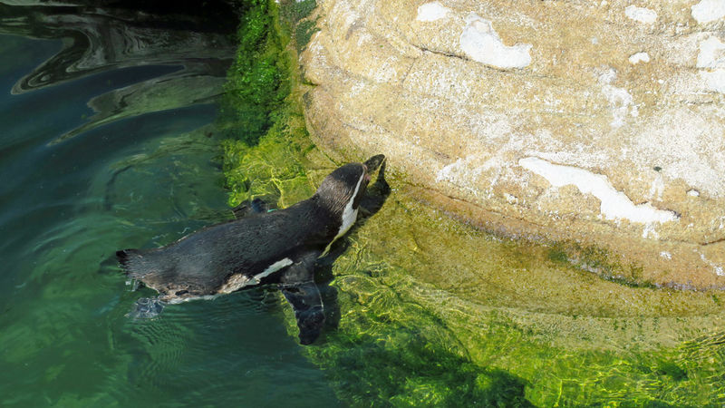 Pingwiny Humboldta (peruwiańskie) w Ozeaneum - Stralsund