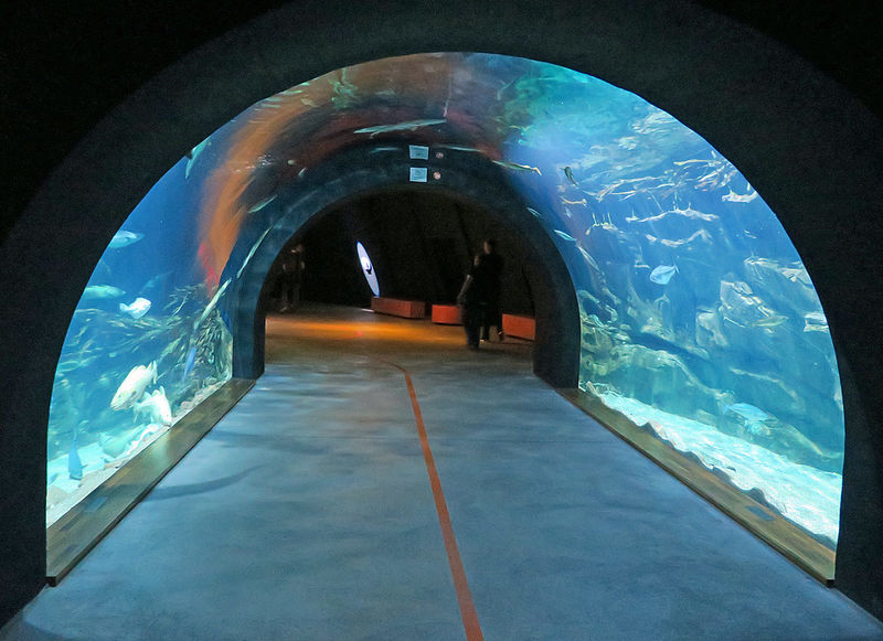 Tunel w Ozeaneum w Stralsundzie