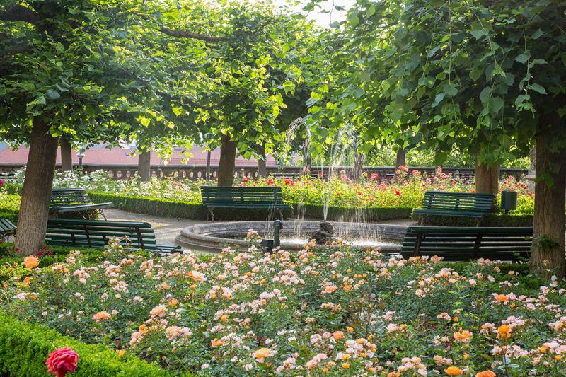 Ogród różany w Bambergu (Zdjęcie dzięki uprzejmości © Bayerische Schlösserverwaltung)