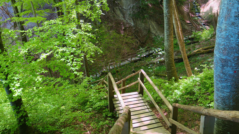 !Park narodowy Jasmund (Nationalpark Jasmund) na wyspie Rugia w Niemczech