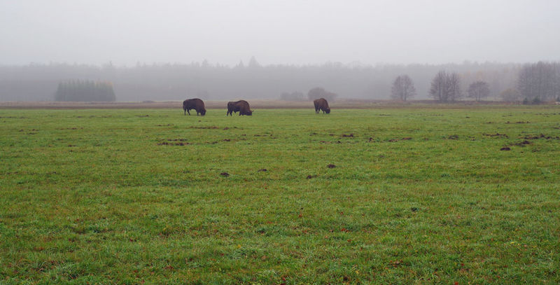 Puszcza Białowieska - Białowieża i dziko żyjące żubry