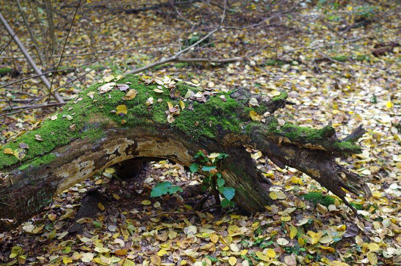 !Puszcza Białowieska, Białowieża - martwe drzewo