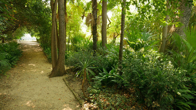 Arboretum w Trsteno