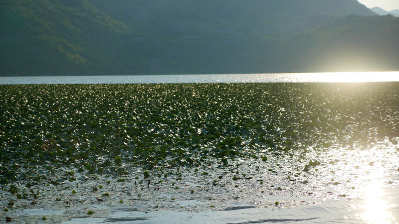 Porośnięte wody Jeziora Szkoderskiego