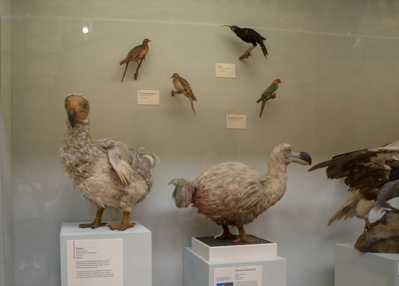 Dodo - wymarły gatunek ptaka, fragment ekspozycji w Muzuem Historii Naturalnej w Londynie