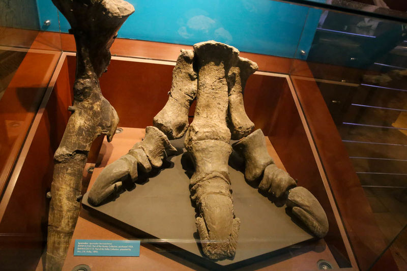 Kości Iguanodona - Muzeum Historii Naturalnej (Natural History Museum) w Londynie