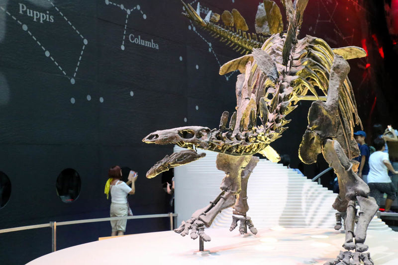 !Stegozaur - Muzeum Historii Naturalnej w Londynie