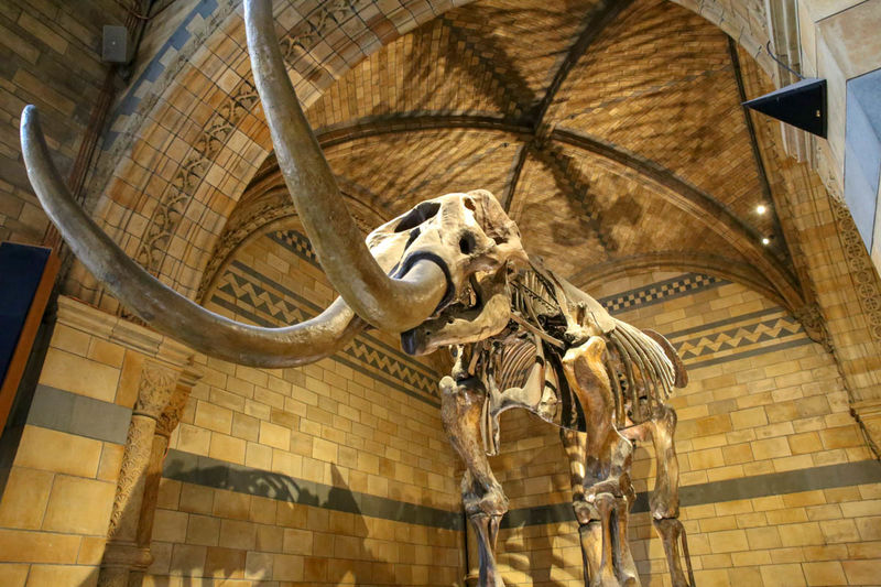 !Jeden ze szkieletów w Muzeum Historii Naturalnej w Londynie
