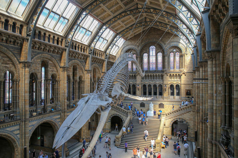 Płetwal błękitny - Muzeum Historii Naturalnej (Natural History Museum) w Londynie