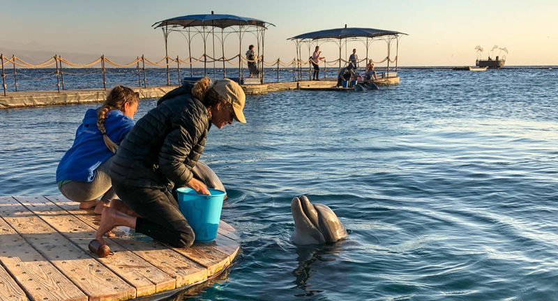 Rafa Delfinów w Ejlacie