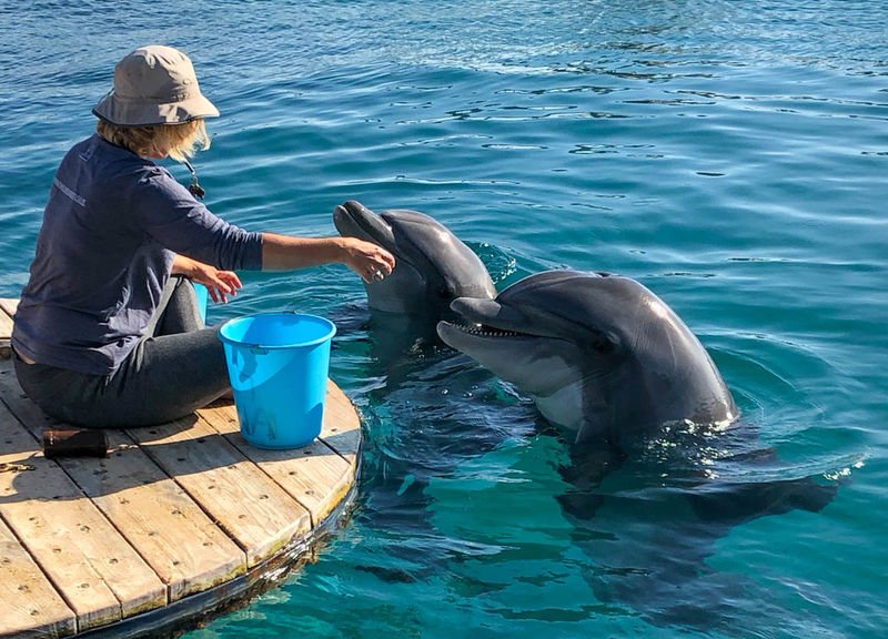 Rafa Delfinów w Ejlacie