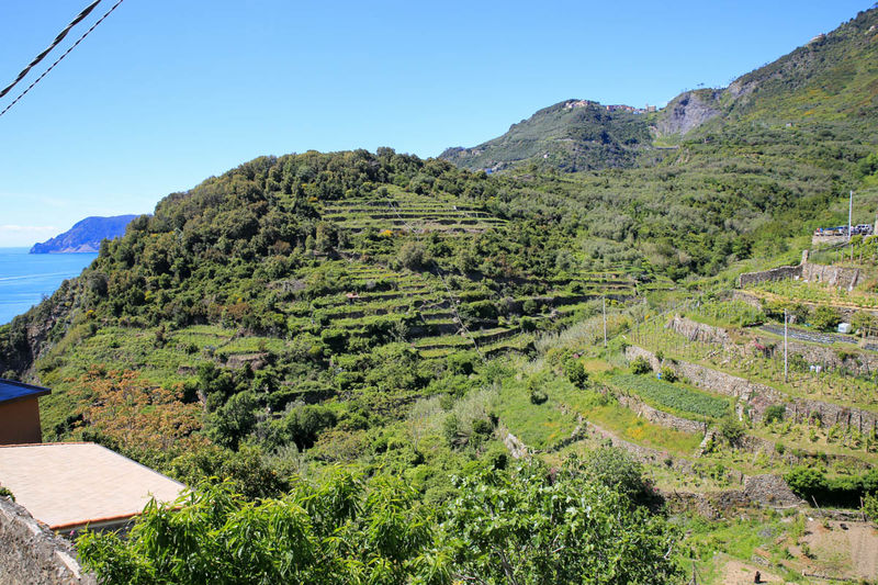 Widok z jednego z tarasów w Cornigli (Cinque Terre)