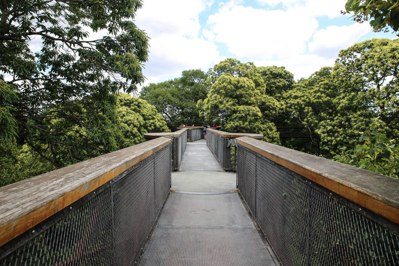 The Treetop Walkway